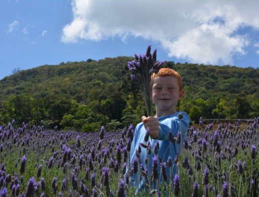 Detalhes da viagem Lavandas de Morro Reuter