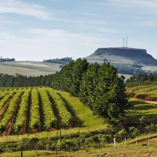 Trem do Pampa, Rivera & Fenadoce - Foto 12