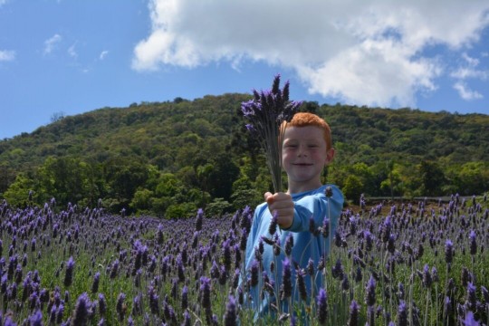 Lavandas de Morro Reuter - Especial Dia de Semana - Foto 14