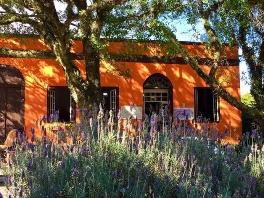 Lavandas de Morro Reuter - Bus 02 - Foto 12