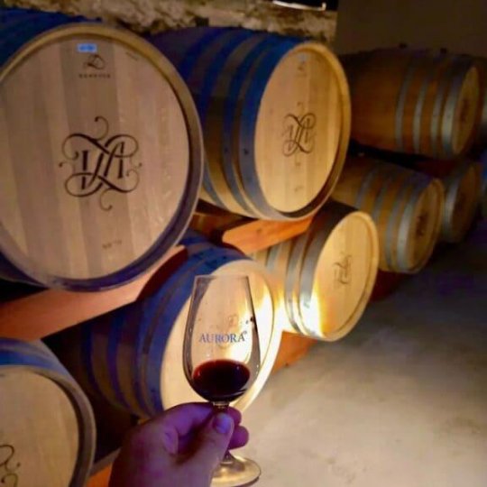 Manta e Vinho - Foto 19