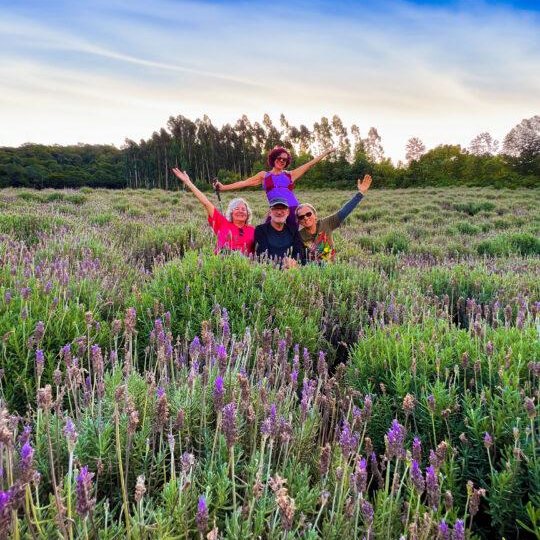 Lavandas de Morro Reuter - Foto 9