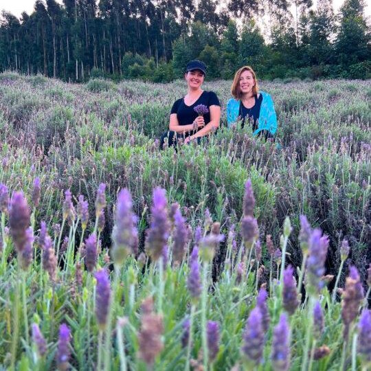 Lavandas de Morro Reuter - Foto 10