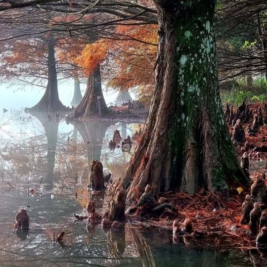 Termas Romanas e Parque Witeck - Foto 1