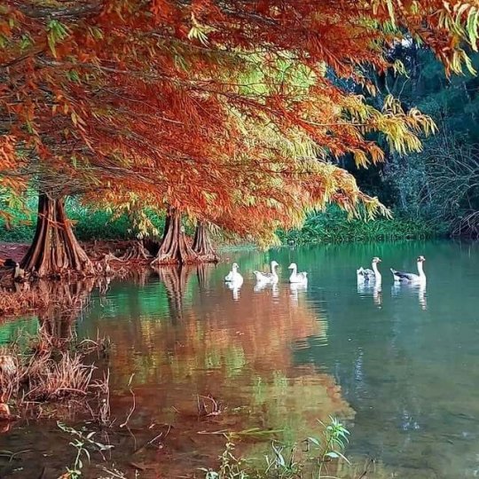 Termas Romanas e Parque Witeck - Foto 21