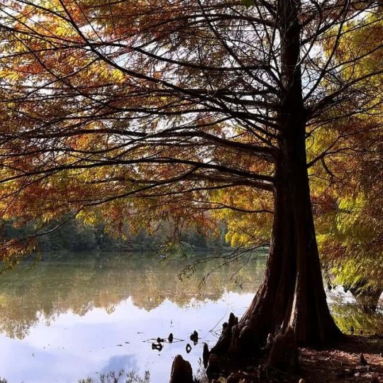 Termas Romanas e Parque Witeck - Foto 30