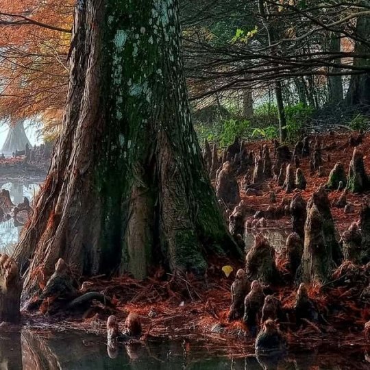 Termas Romanas e Parque Witeck - Foto 3