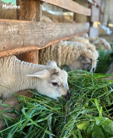 Cristo Protetor & Rota Germânica - Especial Dia das Mães - Foto 5
