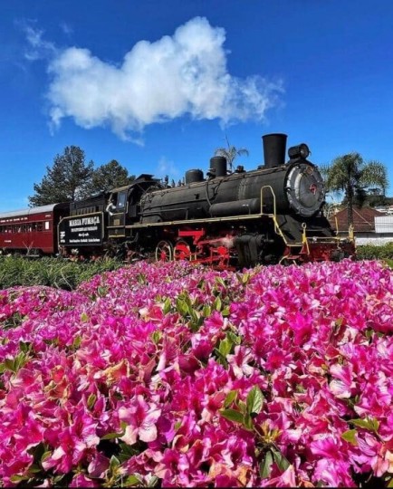 Manta e Vinho - Foto 9