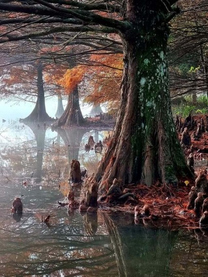 Termas Romanas e Parque Witeck - Foto 1