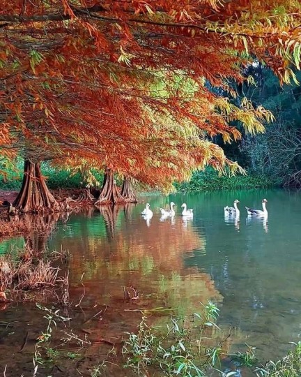 Termas Romanas e Parque Witeck - Foto 21