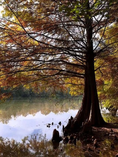 Termas Romanas e Parque Witeck - Foto 30