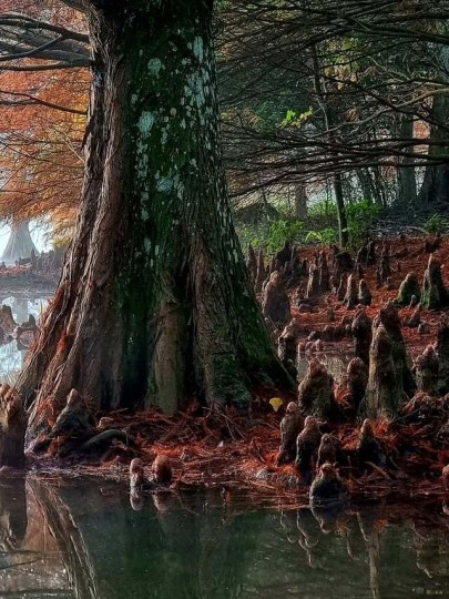 Termas Romanas e Parque Witeck - Foto 3