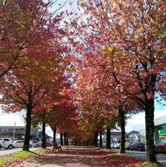 Mátria Parque de Flores e São Francisco de Paula - Cores de Outono - Foto 10