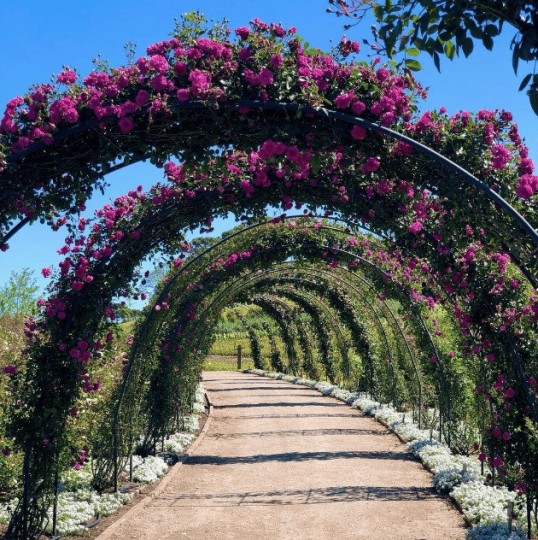 Mátria Parque de Flores e São Francisco de Paula - Cores de Outono - Foto 3