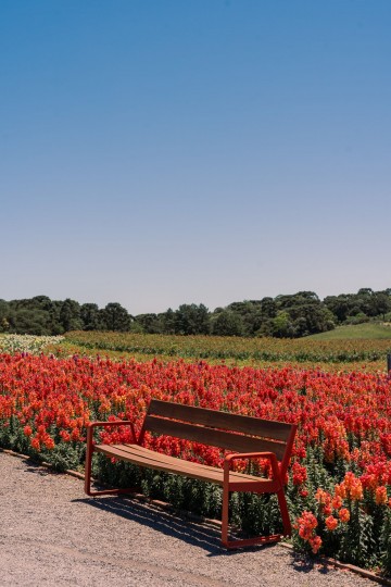 Mátria Parque de Flores e São Francisco de Paula - Cores de Outono - Foto 14