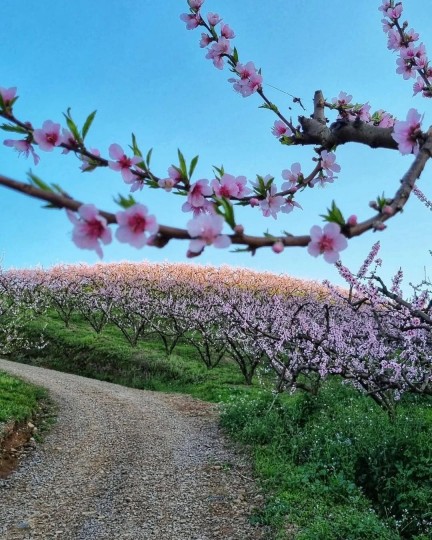 Flora dos Pessegueiros na Toscana dos Espumantes - Foto 13