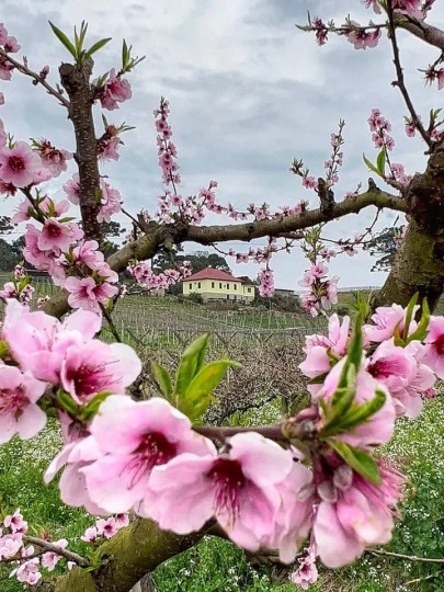 Flora dos Pessegueiros na Toscana dos Espumantes - Foto 7