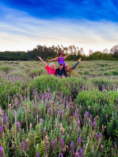 Lavandas de Morro Reuter - Festa Nacional da Lavanda - Foto 16