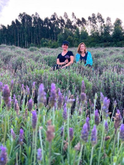 Lavandas de Morro Reuter - Festa Nacional da Lavanda - Foto 17